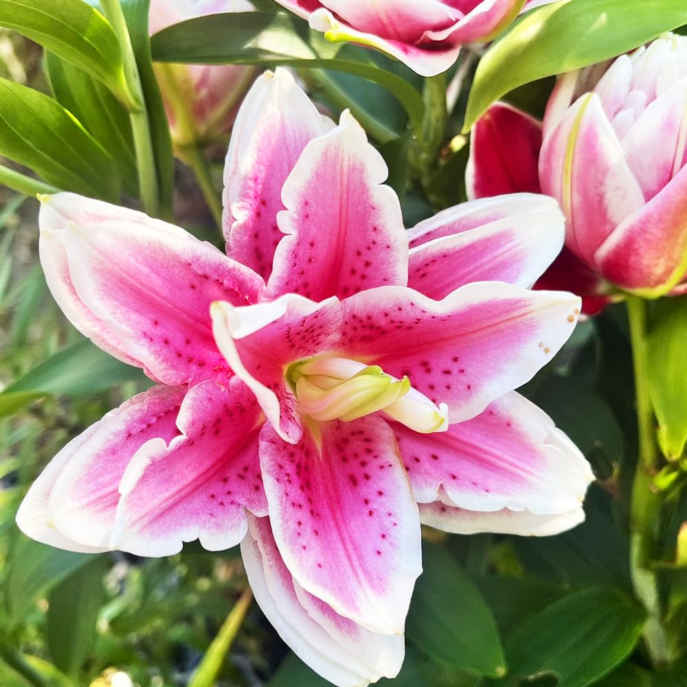 Amazon.co.jp: 「 八重咲オリエンタルリリー 球根 【 5. サマンサ 1